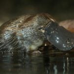 Where Can You Find A Platypus?