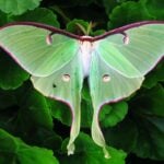 How Long Does the Luna Moth Live?