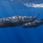 Are Orcas Intimidated of Bull Sperm Whales?
