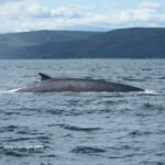 Flue Blue-Fin Whale