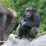 Did Santino the Chimpanzee Try to Attack Visitors at the Zoo?