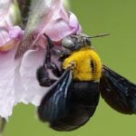 What Are Solitary Bees?
