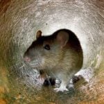 Are the Rats in New York Different Based on Their Location?