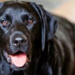Why Are Labradors Prone to Obesity?