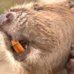 What Makes Beaver Teeth Super Strong?