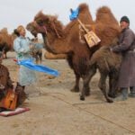 How Do Camel Herders Deal with Calves That Have Been Rejected?