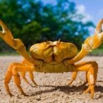 Will Humans Turn Into Crabs Through Carcinization?