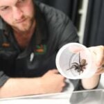 What Are the Statistics of Spider Bite Related Deaths in Australia?