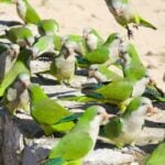Are Parakeets Considered as an Invasive Species to Europe?