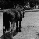 What was the Story of Dexter the US Navy Horse?