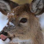 What Species of Deer Consumes Human Remains?