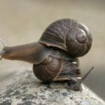 Did They Ever Find A Mate for Jeremy the Left-Coiled Snail?