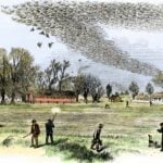Why Did the Passenger Pigeon Go Extinct?