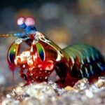 What is Unique About the Peacock Mantis Shrimp?￼
