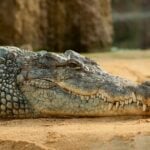 How Do Crocodiles Lure Birds?