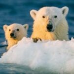 How Many Polar Bears Made It to Iceland?