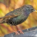 How Did Starlings Become Invasive in the United States?