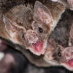 How Do Female Bats Share Food?