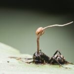 How Does the Zombie Fungus Take Over Ants' Bodies and Control Their Minds?
