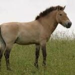 What is the Only True Wild Horse?