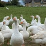 How Can You Make Foie Gras without Force Feeding Geese?