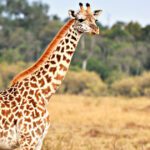 How Do Giraffes Communicate?