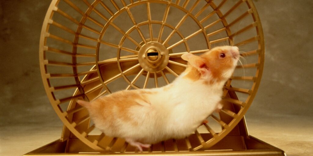 Hamster Wheel in the Wild
