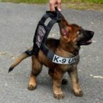K9 Training Puppy