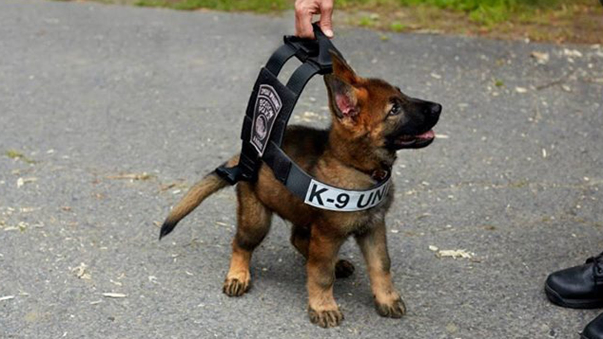 Самую полицейскую собаку