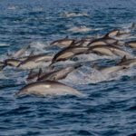 What Are Dolphin Megapods?