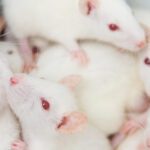 Mice Pregnancy Tests