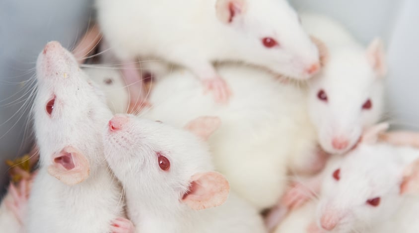 Mice Pregnancy Tests