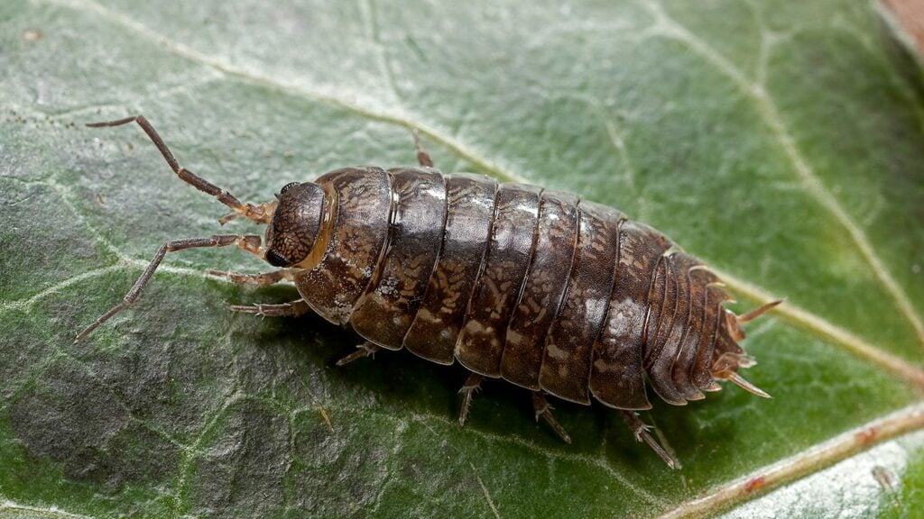 Pill Bug Control