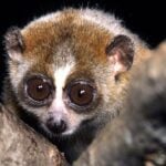 What is the Only Venomous Primate?