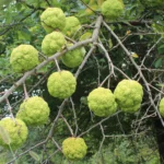 What is the Osage Orange?