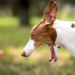 Why Do Dogs Play Sneeze?