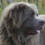 How Alike are the Moscow Water Dog and the Newfoundland