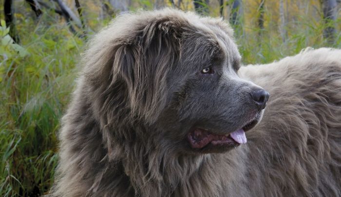How Alike are the Moscow Water Dog and the Newfoundland