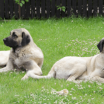 Why Did A Conservation Fund Import Turkish Kangal Dogs to Nambia and Kenya?