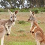 Why Were Australians Encouraged to Eat More Kangaroo Meat?