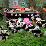 How Does China's Panda Business Work?