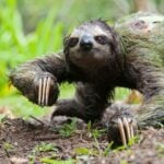How Do Moths Help Sloths?