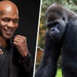 How Much Did Mike Tyson Offer A Zookeeper to Allow Him to Punch a Gorilla?