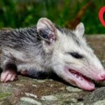 Possums Do Not Play Dead, They Actually Pass Out Due to  Fear of Predators