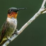 The Hummingbird’s Brain is 4.2% of its Body Weight Which is Twice As Much Than That of Humans