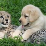 Cheetahs are Very Shy and Introverted That They Often Get Anxiety, To Manage this, Zoos Give Cheetahs Cubs Emotional Support Dogs