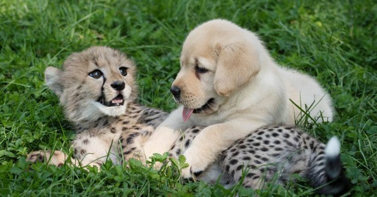 Cheetah Puppy