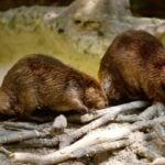 Why Did the Argentinian Government Import 50 Beavers?