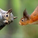 The North America Gray Squirrel is Considered an Invasive Species in the UK as They Carry Squirrel Pox That is Deadly for the Native Red Squirrels