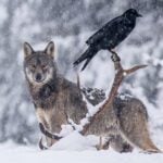 Wolves and Ravens are Friends